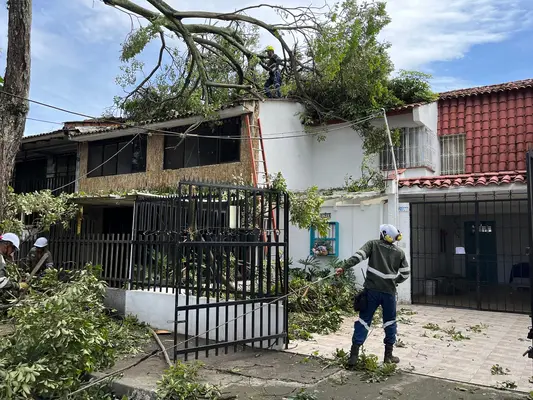Más de 20 emergencias por volcamiento de árboles en Cali han sido atendidas por el Dagma