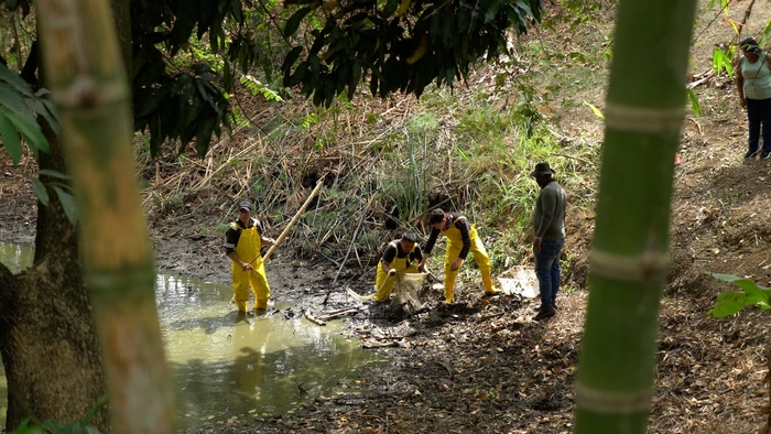 Dagma intensifica acciones y monitoreo en los humedales de Cali
