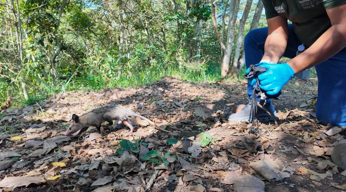 Regresan a su hábitat 18 animales silvestres rehabilitados en el Hogar de Paso