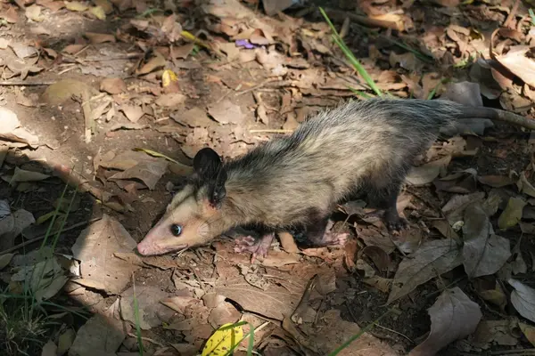 Regresan a su hábitat 18 animales silvestres rehabilitados en el Hogar de Paso