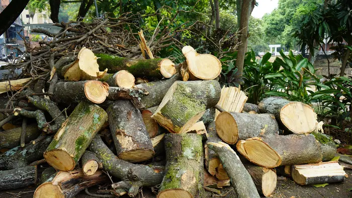 Distrito activa póliza de seguros tras caída de árbol en el puente del Gato de Tejada