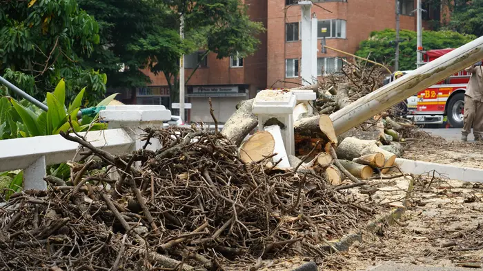 Distrito activa póliza de seguros tras caída de árbol en el puente del Gato de Tejada