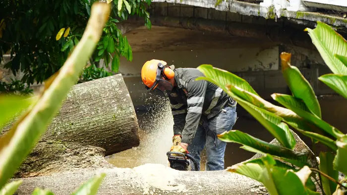 Distrito activa póliza de seguros tras caída de árbol en el puente del Gato de Tejada