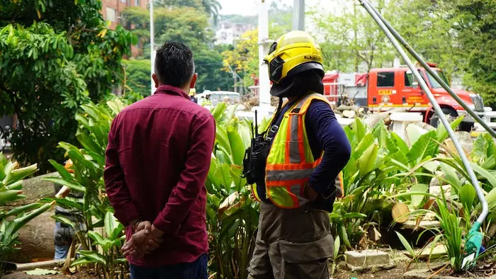 Distrito activa póliza de seguros tras caída de árbol en el puente del Gato de Tejada