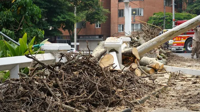 Distrito activa póliza de seguros tras caída de árbol en el puente del Gato de Tejada
