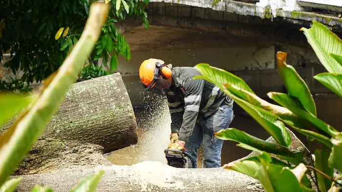 Distrito activa póliza de seguros tras caída de árbol en el puente del Gato de Tejada