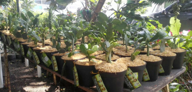 Plantas Plantas