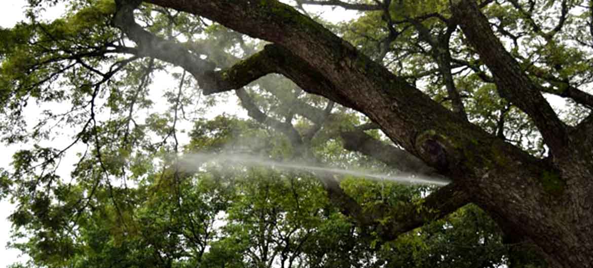 Arborización Arborización