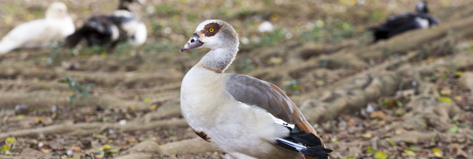 la babilla 4