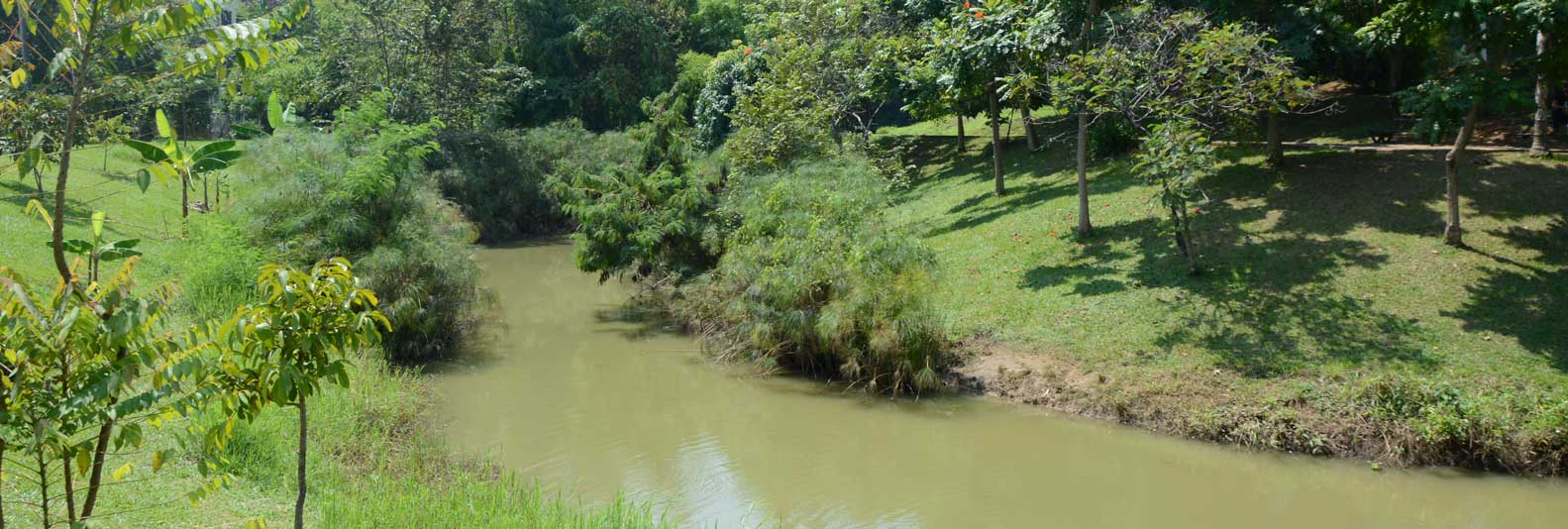 limonar 2