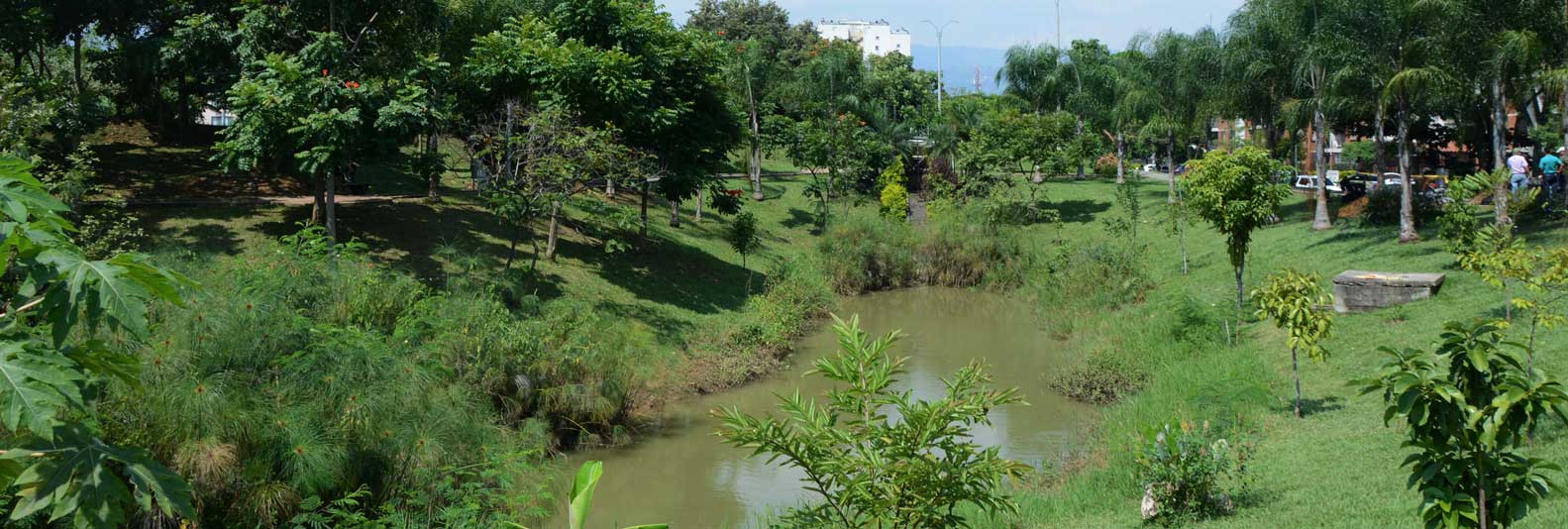 limonar 4