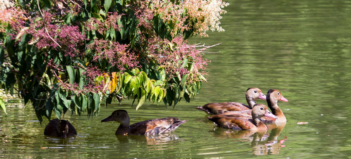 Patos