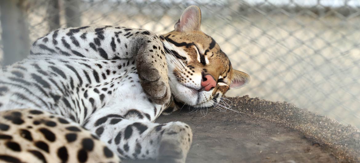 Todos contra la tenencia y tráfico ilegal de fauna silvestre Todos contra la tenencia y tráfico ilegal de fauna silvestre