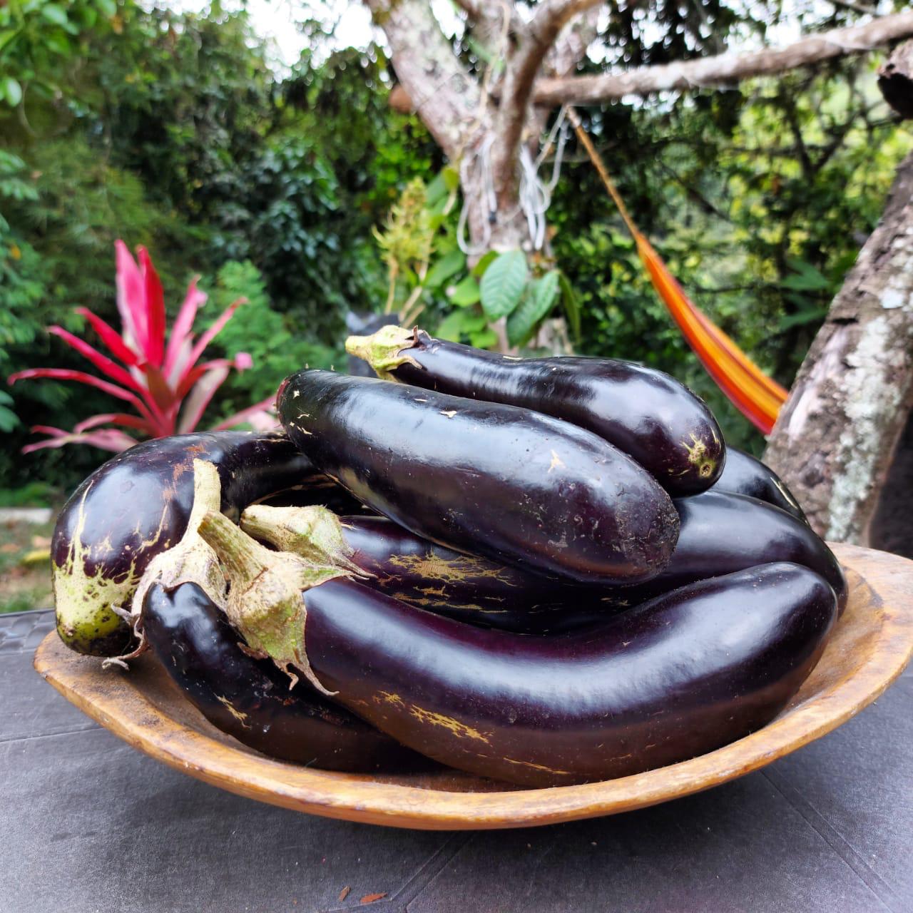 Huerta en casa, una alternativa de agricultura Urbana Huerta en casa, una alternativa de agricultura Urbana