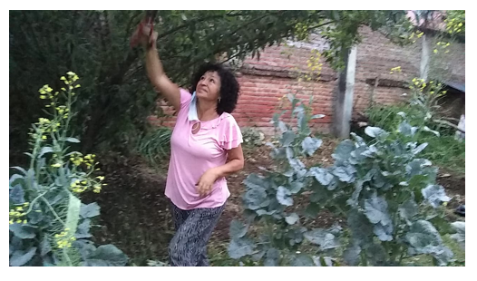 Huerta en casa, una alternativa de agricultura Urbana Huerta en casa, una alternativa de agricultura Urbana