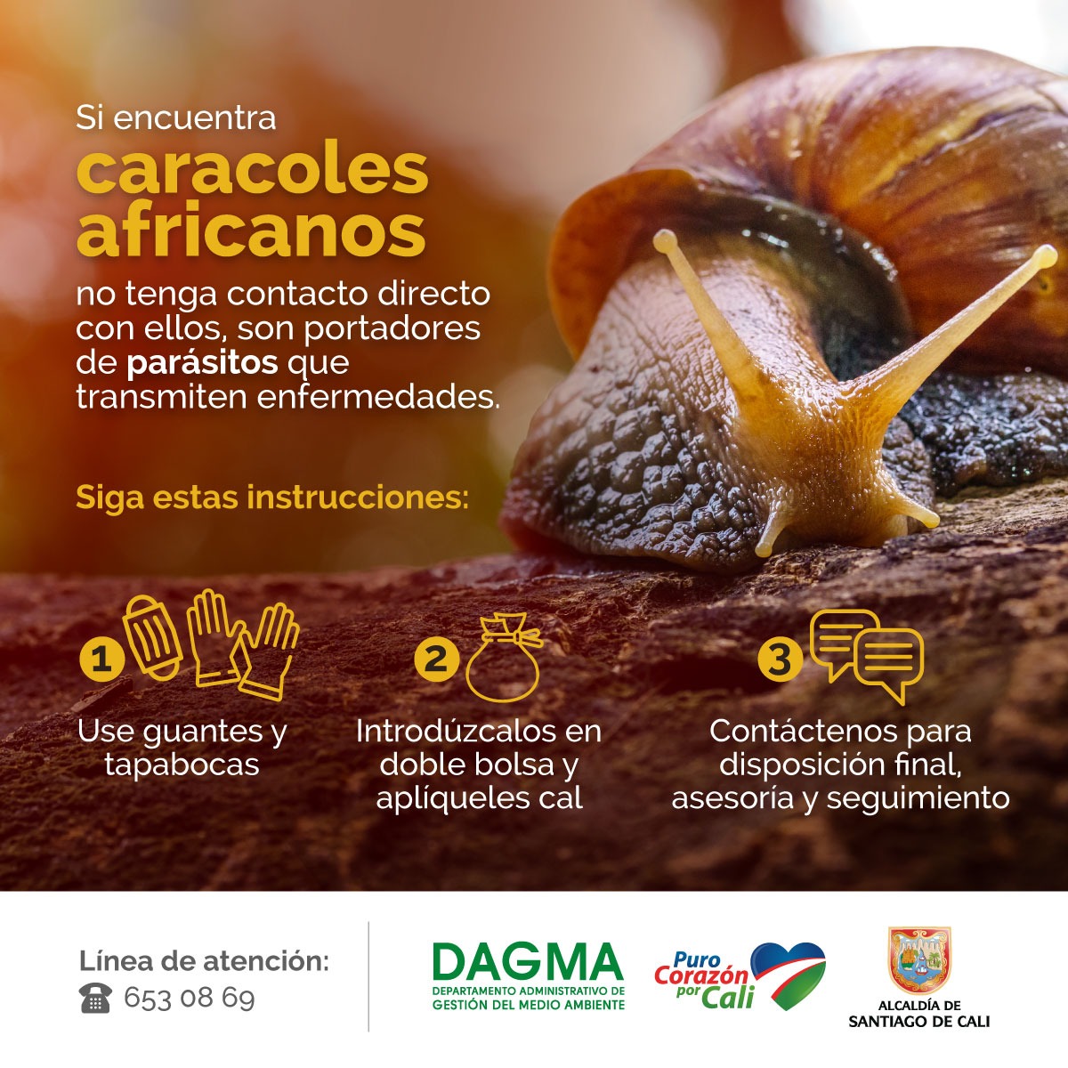 Proliferación de caracol africano en temporada de invierno Proliferación de caracol africano en temporada de invierno
