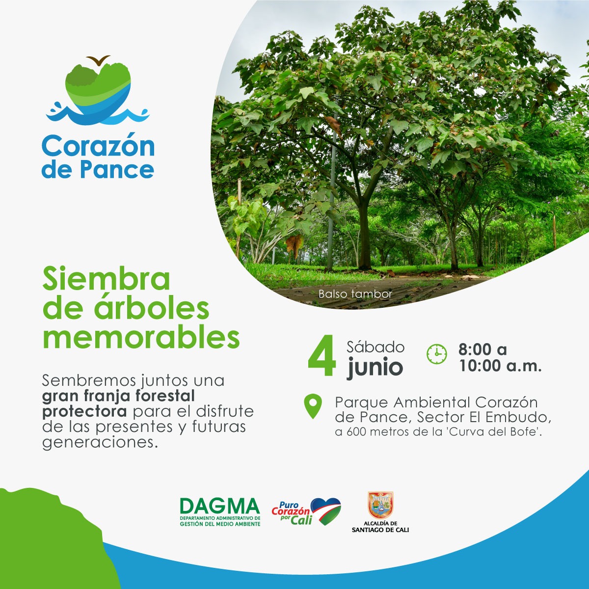 Siembra de árboles memorables en el Corazón de Pance Siembra de árboles memorables en el Corazón de Pance