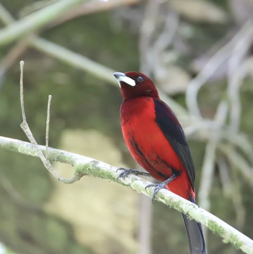 Ramphocelus dimidiatus Ramphocelus dimidiatus