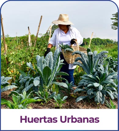 huertas