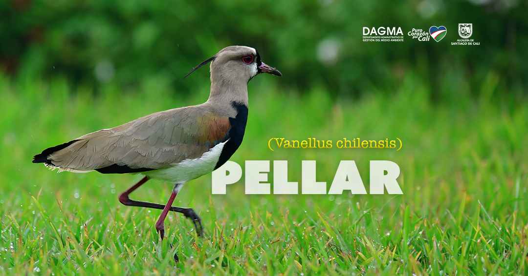 Descubre la fascinante vida del pellar 