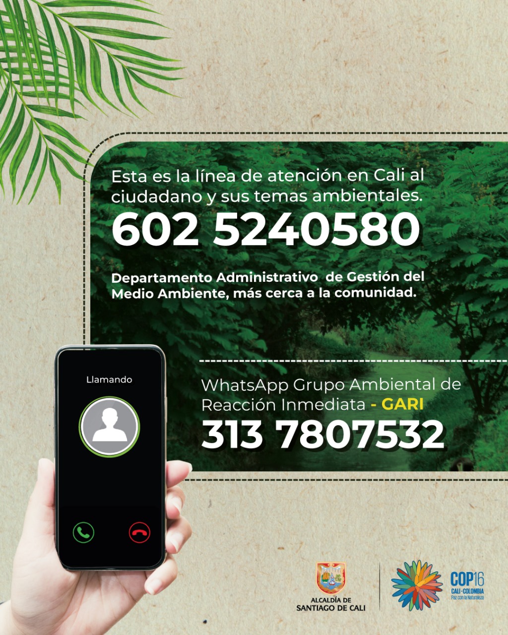 Dagma alerta sobre proliferación del caracol africano en varias comunas de Cali Dagma alerta sobre proliferación del caracol africano en varias comunas de Cali
