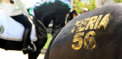 Disfrute la Cabalgata y demás eventos de la Feria de Cali