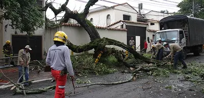 Dagma atiende caída de árboles y hace llamado preventivo