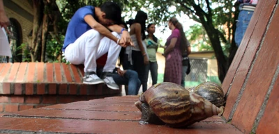 Dagma pide a comunidad caleña ayudar en la recolección del caracol africano