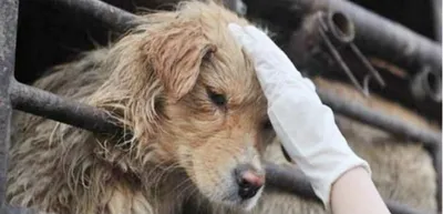Secretaria de Gobierno hace un llamado a denunciar casos de maltrato animal