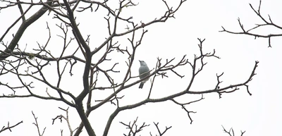 150 especies de aves nativas fueron censadas el fin de semana