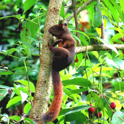 La ardilla común: tesoro natural en los bosques urbanos de Cali