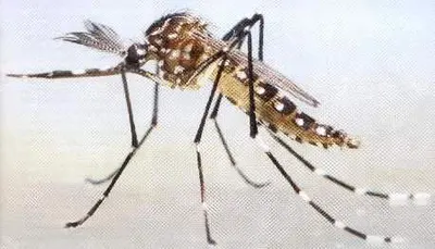 CALI MANTIENE A RAYA EL DENGUE
