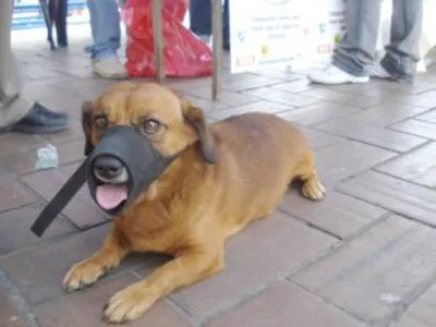 LA TENENCIA RESPONSABLE DE MASCOTAS ES DEBER DE TODOS