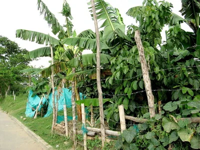 ESTE JUEVES RETIRARÁN SEMBRADÍOS DEL JARILLÓN DEL RÍO CAUCA