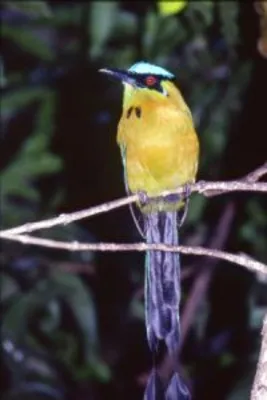 ZONA RURAL DE CALI CUENTA CON MAS 250 ESPECIES DE AVES