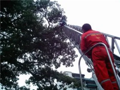 EL DAGMA INTERVINO CEIBA CERCA DEL CAM QUE SE ENCONTRABA DESBALANCEADA Y REPRESENTABA PELIGRO