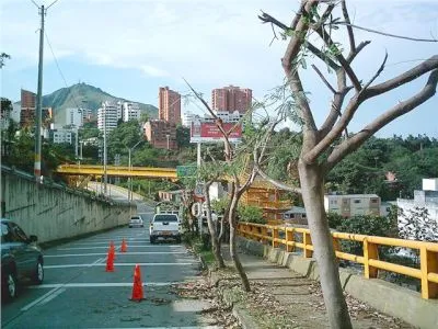 DAGMA SANCIONARÁ A EMPRESA QUE INTERVINO VARIOS ÁRBOLES 
