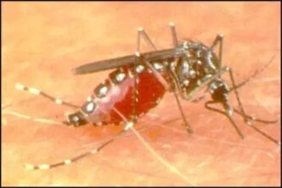 La comunidad, la mejor aliada contra el dengue