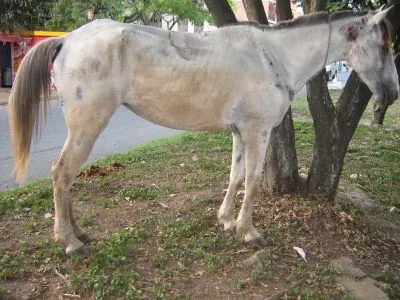 Este lunes finaliza el ciclo de explotación animal de la Videoteca de Cali