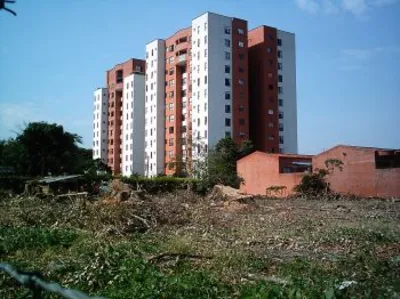 Árboles de un predio privado de la 5ª, serán reemplazados por más de 400 ejemplares