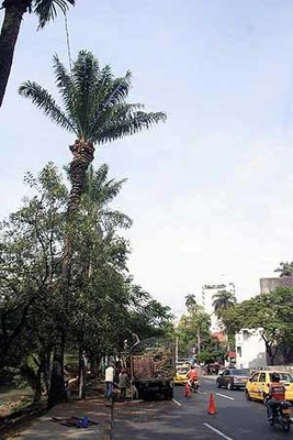 Alcaldía y comunidad del barrio El Bosque firman pacto ambiental 