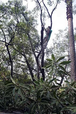 El DAGMA se pone al día en atención de especies arbóreas