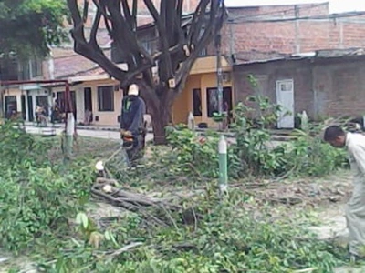 Dagma intervino 220 árboles en 51 cuadras de la Comuna 6