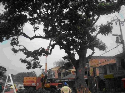 Dagma evita la caída de un árbol centenario en Petecuy II
