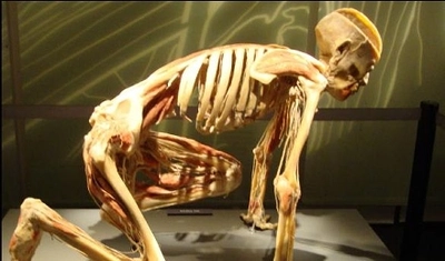 Cali se prepara para un recorrido al interior del cuerpo humano