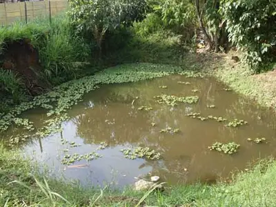 Dagma protege el Humedal El Limonar permanentemente