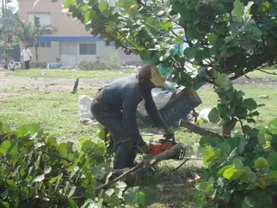 Recuperan  separador vial de la calle 25