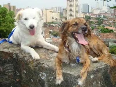 Convenio por tenencia responsable de mascotas