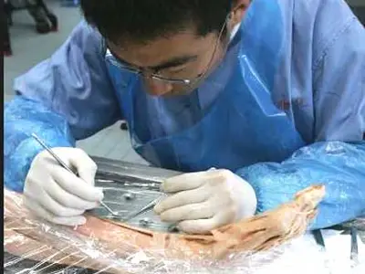 La plastinación: método de Bodies