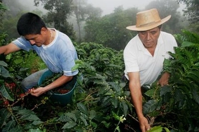 Cali huele a café